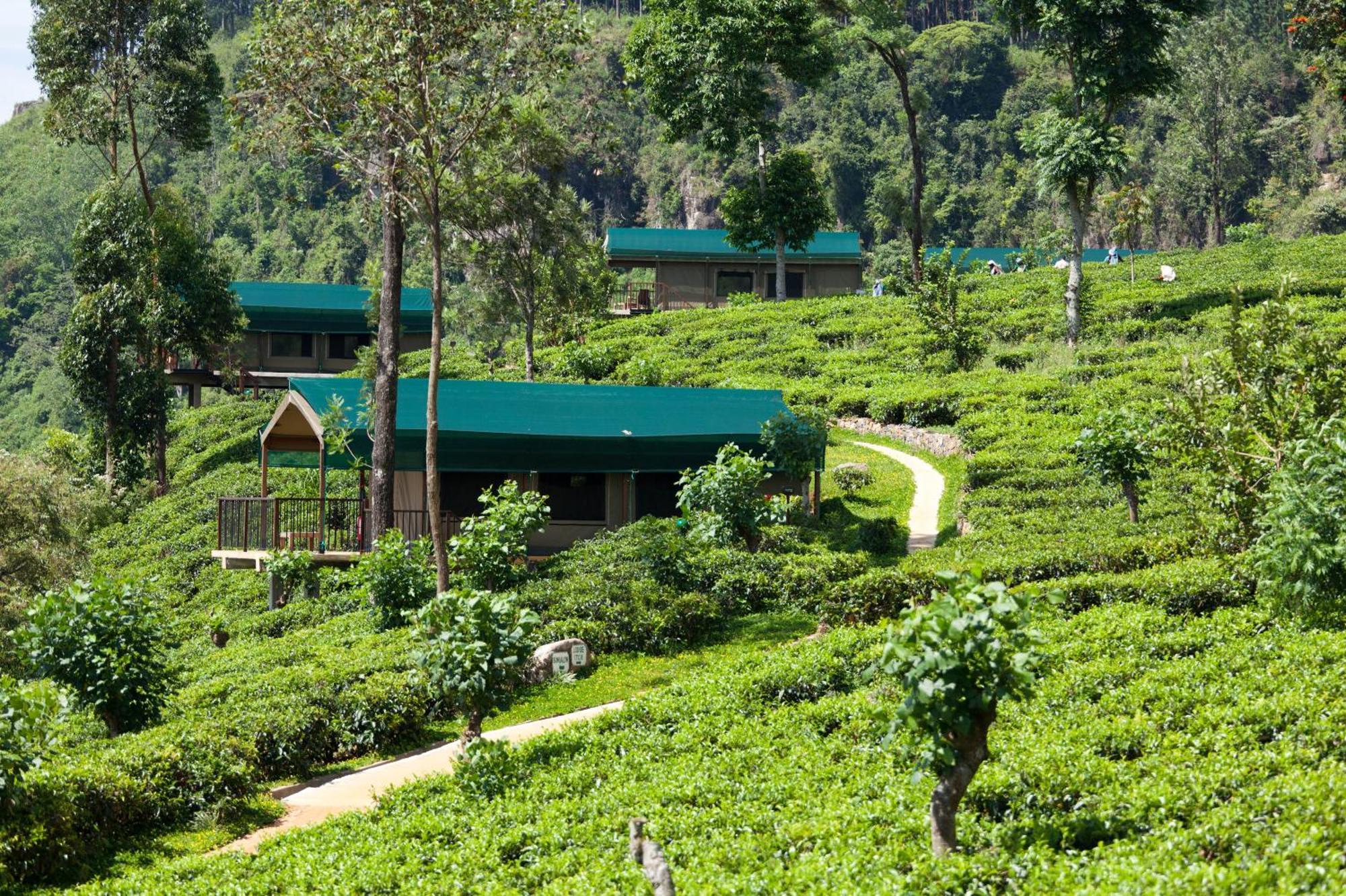 Madulkelle Tea And Eco Lodge Kandy Exteriér fotografie