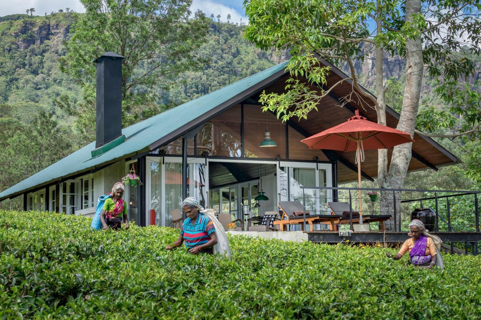 Madulkelle Tea And Eco Lodge Kandy Exteriér fotografie